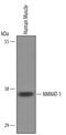 Nicotinamide Nucleotide Adenylyltransferase 1 antibody, PA5-48093, Invitrogen Antibodies, Western Blot image 