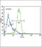 GATA Binding Protein 4 antibody, 57-445, ProSci, Immunofluorescence image 