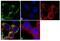 Syntaxin PEP12 antibody, 700689, Invitrogen Antibodies, Immunofluorescence image 