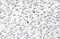 Grainyhead Like Transcription Factor 3 antibody, ARP39489_T100, Aviva Systems Biology, Immunohistochemistry paraffin image 