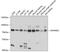 X-Prolyl Aminopeptidase 2 antibody, GTX64436, GeneTex, Western Blot image 