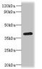 Radial Spoke Head 14 Homolog antibody, orb356519, Biorbyt, Western Blot image 