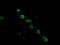 Zinc Finger And SCAN Domain Containing 18 antibody, LS-C174240, Lifespan Biosciences, Immunofluorescence image 