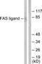 Cd95l antibody, TA313465, Origene, Western Blot image 