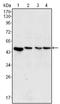 Mitogen-Activated Protein Kinase Kinase 2 antibody, AM06400SU-N, Origene, Western Blot image 