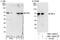 Far Upstream Element Binding Protein 3 antibody, NBP1-50045, Novus Biologicals, Immunoprecipitation image 