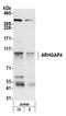 Rho GTPase Activating Protein 4 antibody, A305-231A, Bethyl Labs, Western Blot image 