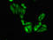 Shugoshin 1 antibody, LS-C679447, Lifespan Biosciences, Immunofluorescence image 