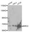 Baculoviral IAP Repeat Containing 2 antibody, abx000938, Abbexa, Western Blot image 
