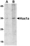 HCLS1 Associated Protein X-1 antibody, NBP1-76362, Novus Biologicals, Western Blot image 