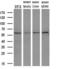 Xaa-Pro dipeptidase antibody, M03417-1, Boster Biological Technology, Western Blot image 