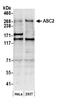 NCOA6 antibody, NB200-336, Novus Biologicals, Western Blot image 