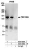 TBC1 Domain Family Member 9B antibody, A304-654A, Bethyl Labs, Immunoprecipitation image 