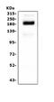SI antibody, A04542-1, Boster Biological Technology, Western Blot image 