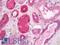 Prostate Stem Cell Antigen antibody, LS-B11345, Lifespan Biosciences, Immunohistochemistry frozen image 