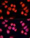 Chromosome Alignment Maintaining Phosphoprotein 1 antibody, LS-C747079, Lifespan Biosciences, Immunofluorescence image 