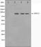 X-Ray Repair Cross Complementing 1 antibody, orb224584, Biorbyt, Western Blot image 