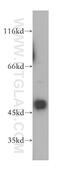 Keratin 33B antibody, 11048-1-AP, Proteintech Group, Western Blot image 