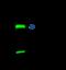 UMP/CMPK antibody, 14258-T52, Sino Biological, Immunoprecipitation image 