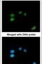 LON peptidase N-terminal domain and RING finger protein 3 antibody, PA5-29446, Invitrogen Antibodies, Immunofluorescence image 