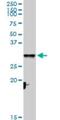 Cytochrome C1 antibody, H00001537-D01P, Novus Biologicals, Western Blot image 