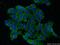 Deleted in bladder cancer protein 1 antibody, 60336-1-Ig, Proteintech Group, Immunofluorescence image 