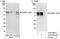 Calcium/calmodulin-dependent protein kinase kinase 1 antibody, A302-669A, Bethyl Labs, Western Blot image 