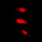 ELAV Like RNA Binding Protein 2 antibody, LS-C354241, Lifespan Biosciences, Immunofluorescence image 