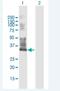 COP9 Signalosome Subunit 9 antibody, H00150678-B01P-50ug, Novus Biologicals, Western Blot image 