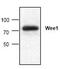 WEE1 G2 Checkpoint Kinase antibody, PA1-26429, Invitrogen Antibodies, Western Blot image 