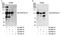 DLG Associated Protein 5 antibody, A300-851A, Bethyl Labs, Immunoprecipitation image 