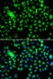 Heat shock protein beta-8 antibody, MBS129059, MyBioSource, Immunofluorescence image 