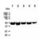 Methionine Adenosyltransferase 2A antibody, NBP1-28605, Novus Biologicals, Western Blot image 