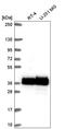 Heterogeneous Nuclear Ribonucleoprotein A2/B1 antibody, HPA065537, Atlas Antibodies, Western Blot image 