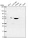 Metal Response Element Binding Transcription Factor 2 antibody, NBP2-55885, Novus Biologicals, Western Blot image 