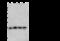 Proteasome subunit alpha type-2 antibody, 108164-T44, Sino Biological, Western Blot image 