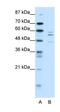 Protein atonal homolog 7 antibody, orb329914, Biorbyt, Western Blot image 