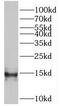 Programmed Cell Death 5 antibody, FNab06241, FineTest, Western Blot image 