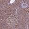 Mitochondrial Ribosomal Protein S9 antibody, HPA043476, Atlas Antibodies, Immunohistochemistry paraffin image 