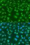 X-Box Binding Protein 1 antibody, LS-C749644, Lifespan Biosciences, Immunofluorescence image 