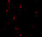 BCL2 Like 11 antibody, 7421, ProSci, Immunofluorescence image 