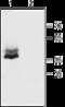 Gap Junction Protein Alpha 1 antibody, GTX54818, GeneTex, Immunohistochemistry frozen image 