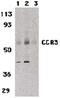 C-C Motif Chemokine Receptor 3 antibody, PA5-19861, Invitrogen Antibodies, Western Blot image 