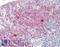 Tumor Protein, Translationally-Controlled 1 antibody, LS-B8403, Lifespan Biosciences, Immunohistochemistry frozen image 