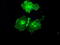 Fc Fragment Of IgG Receptor IIa antibody, TA500647, Origene, Immunofluorescence image 