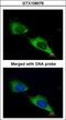 Myotubularin Related Protein 9 antibody, LS-C185944, Lifespan Biosciences, Immunocytochemistry image 