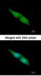 Mitogen-Activated Protein Kinase 4 antibody, NBP1-31594, Novus Biologicals, Immunocytochemistry image 