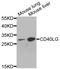 CD40 Ligand antibody, STJ23001, St John