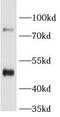 Bile acid-CoA:amino acid N-acyltransferase antibody, FNab00780, FineTest, Western Blot image 