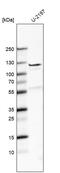 Fibulin 7 antibody, PA5-57106, Invitrogen Antibodies, Western Blot image 